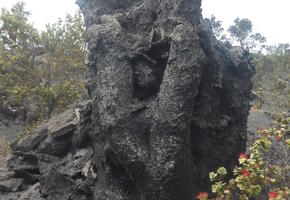 lava tree